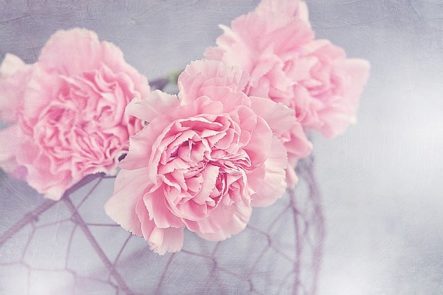 hoa cẩm chướng hồng