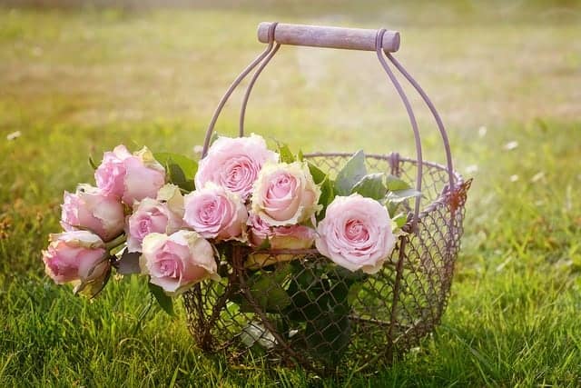 hình ảnh  kết cấu Nền mẫu Trang trí bông hồng sáng màu hình nền Hoa  hồng vườn Hồng Gia đình tăng trái cam thực vật có hoa Lệnh hoa hồng  Cánh