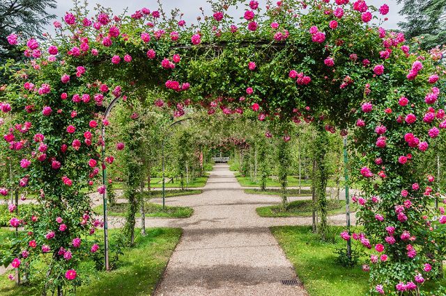 Bộ sưu tập hàng ngàn Hình nền vườn hồng Đẹp và thư giãn