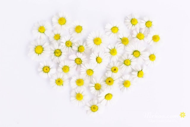 Hoa cúc xếp hình trái tim đẹp