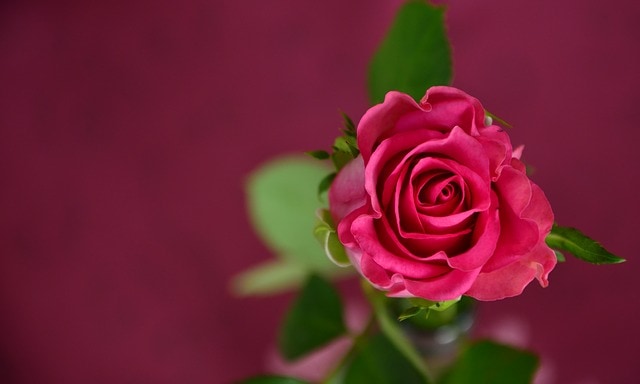 Tổng hợp 900 mẫu Nền hoa hồng đỏ đẹp như tình yêu