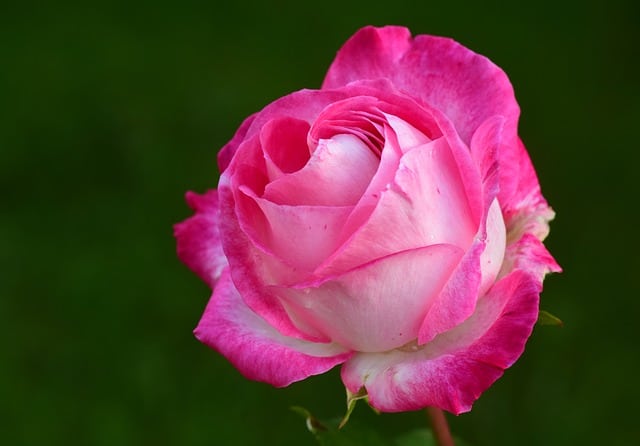 Tải ngay 99 hình ảnh hoa hồng đỏ đẹp tự nhiên miễn phí lãng mạn
