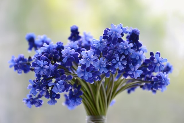 Hoa đẹp màu xanh