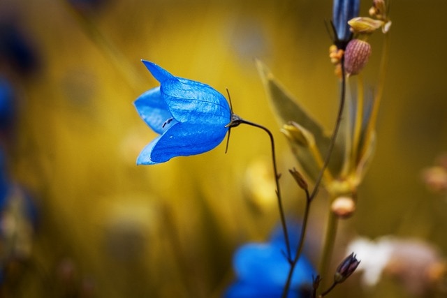 Bông hoa dại màu xanh