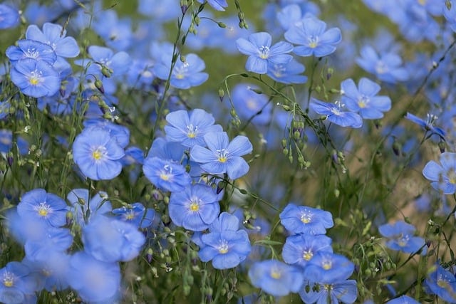 Hoa dại màu xanh dương