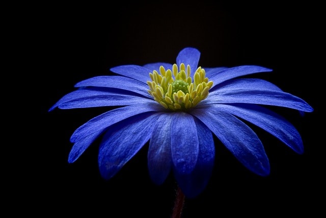 Bông hoa màu xanh