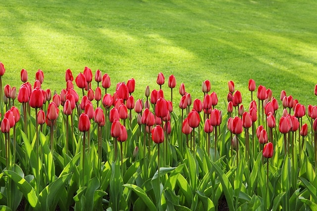 Hoa tulip