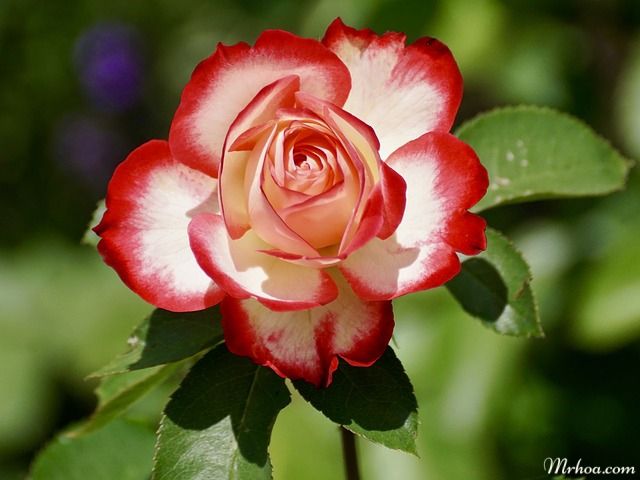 ảnh hoa đẹp nhất hoa hồng