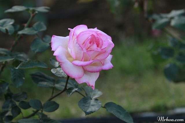 Xem hình ảnh hoa hồng nhung đẹp nhất