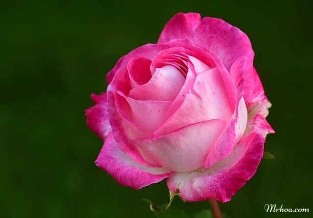 Bông hồng song hỷ đẹp nhất