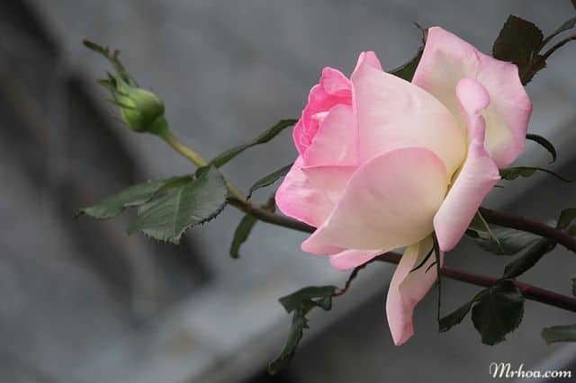 21 bó hoa hồng phấn đẹp, lãng mạn, nhẹ nhàng