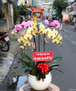 Chậu hồ điệp vàng và hồng