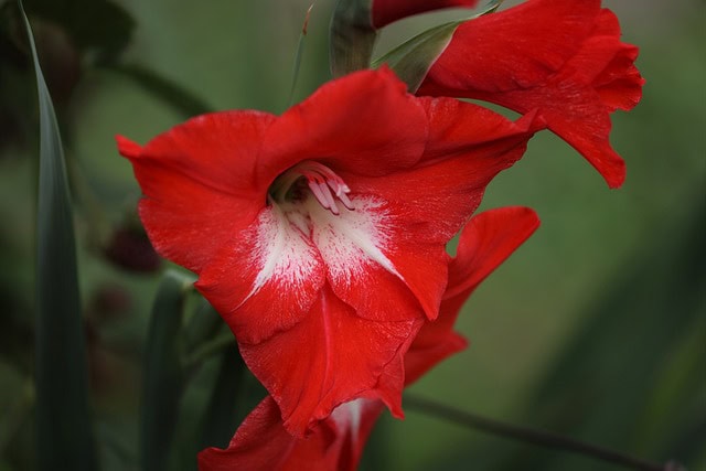 Hoa lay ơn