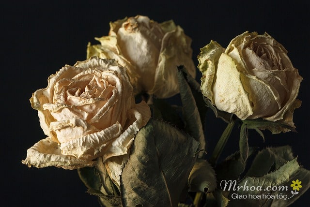 Hoa đau khổ: hoa hồng héo