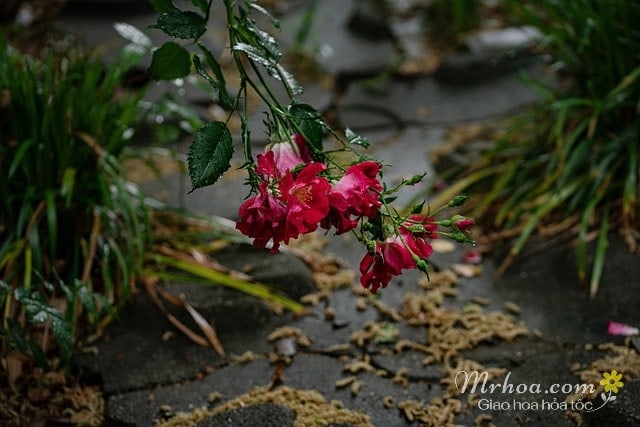 Hoa tượng trưng cho sự đau khổ: hoa hồng trong mưa