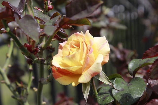 Hoa hồng Ecuador vàng