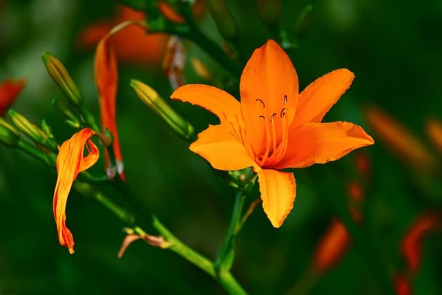 Hoa bách hợp màu cam