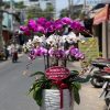 Chậu hồ điệp 9 cây