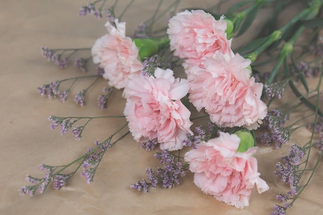 Hình ảnh hoa cẩm chướng hồng