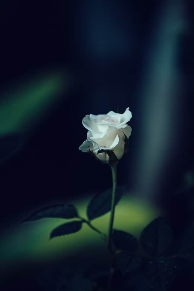 Hoa hồng trắng buồn