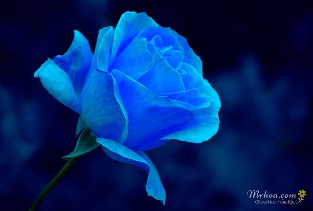Hoa hồng xanh đẹp
