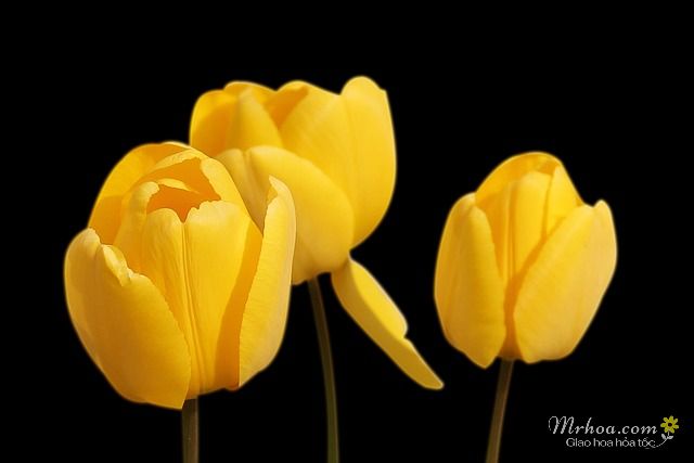 Hoa tulip vàng