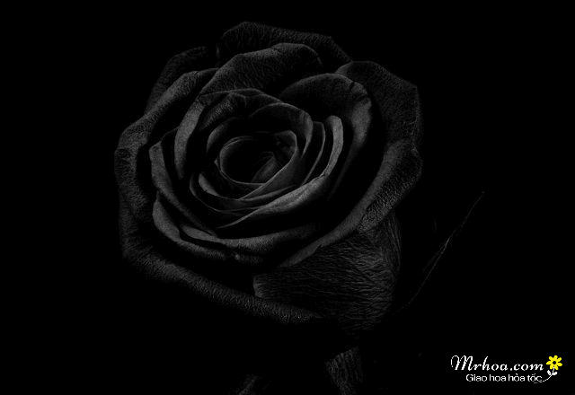 Hình ảnh đẹp hoa hồng đen