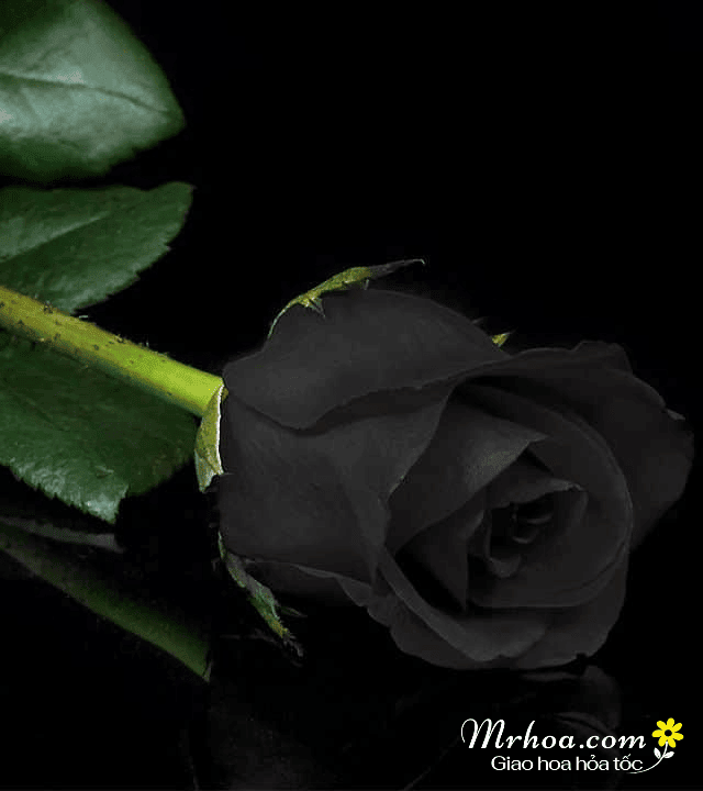 Hoa hồng đen đẹp