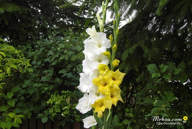 Hoa lay ơn màu trắng và vàng