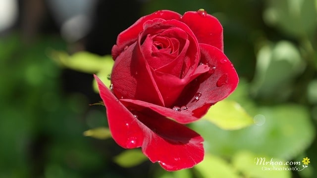 Hình ảnh đẹp hoa hồng đỏ