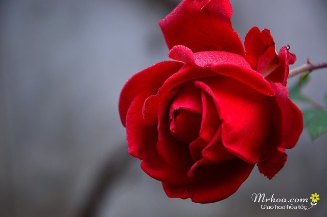 Hình ảnh đẹp hoa hồng đỏ