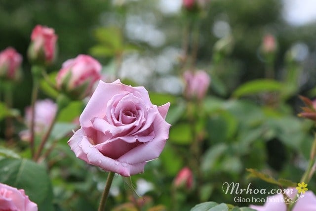 Hình ảnh đẹp hoa hồng tím
