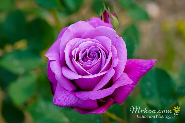 Hình ảnh đẹp hoa hồng tím