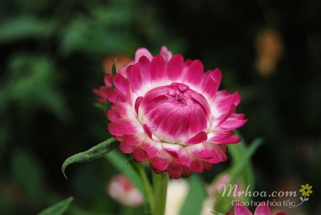 Bông hoa bất tử hồng