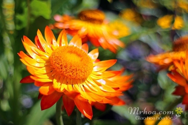 Hoa bất tử màu cam