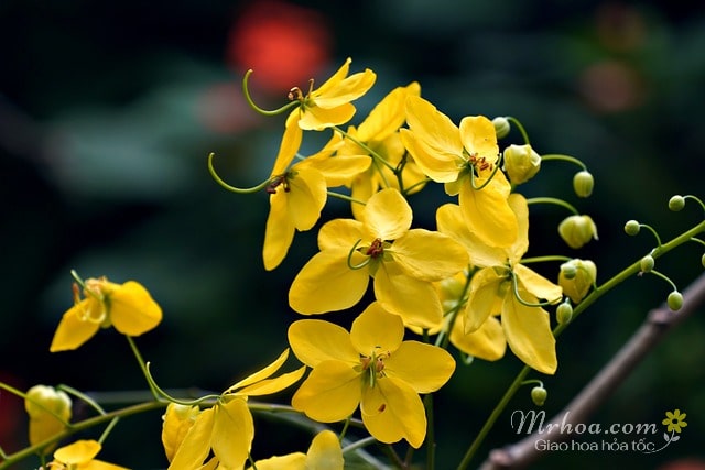 Hoa bò cạp vàng