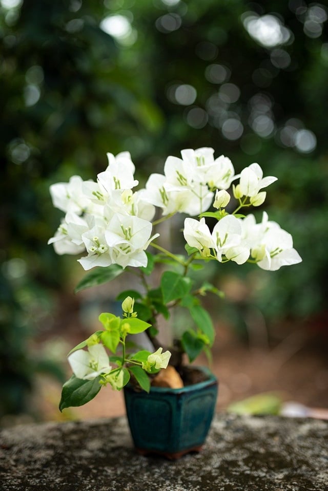 Cây hoa giấy bonsai màu trắng