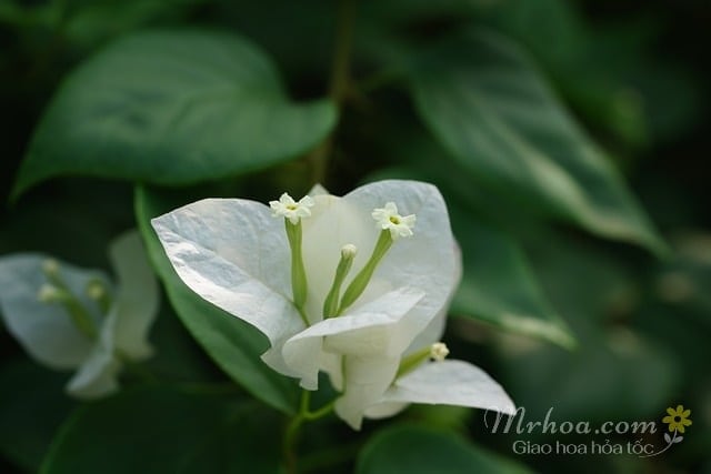 Bông hoa giấy màu trắng