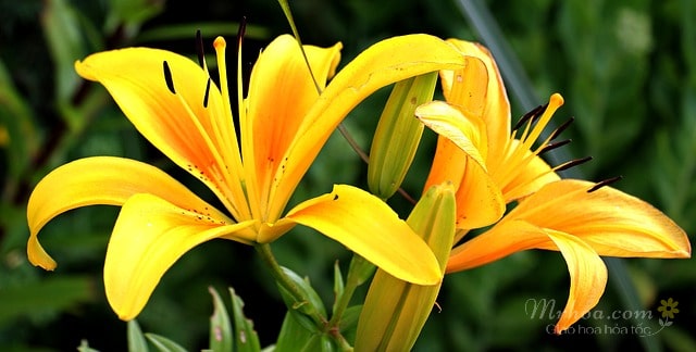 Hoa loa kèn vàng