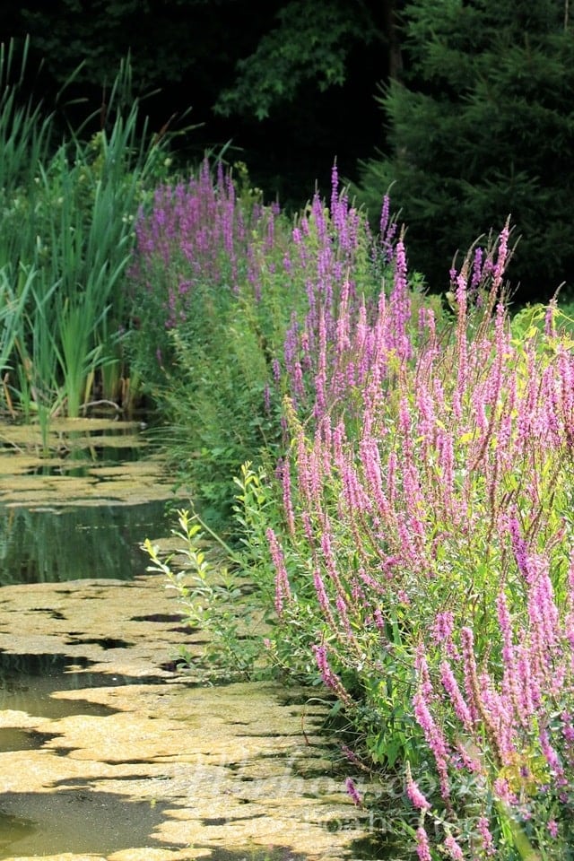 Hoa oải hương lavender màu hồng