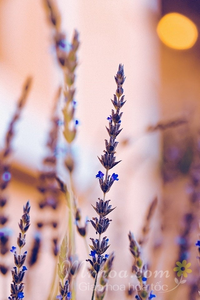 Cành hoa oải hương (lavender)