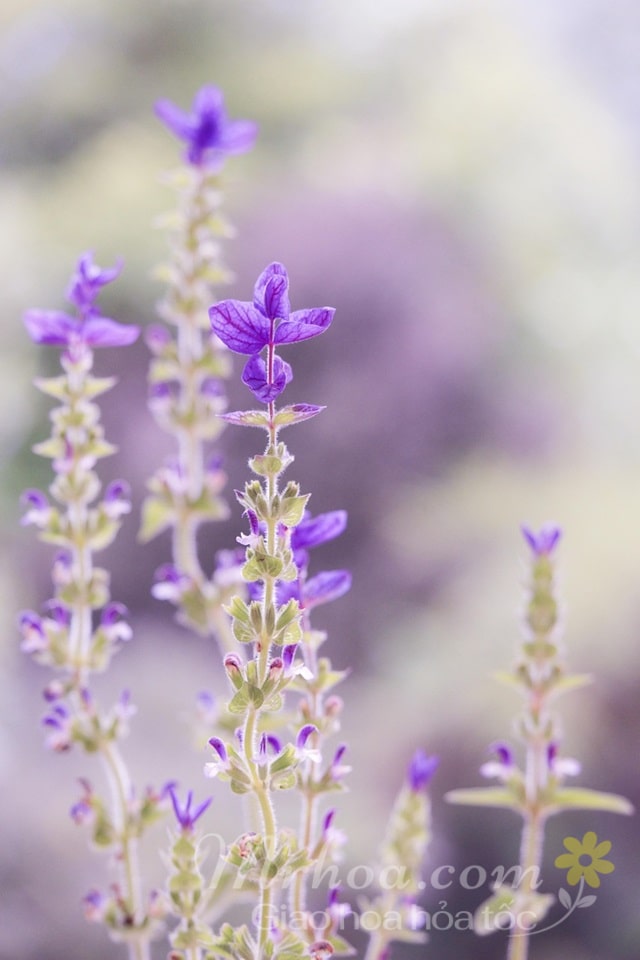 Hoa lavender đẹp