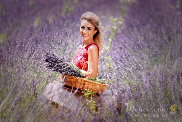 Cô gái trên cánh đồng hoa oải hương