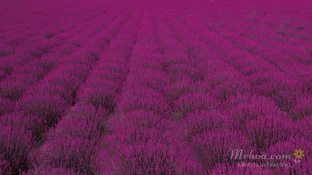 Cánh đồng hoa lavender màu hồng