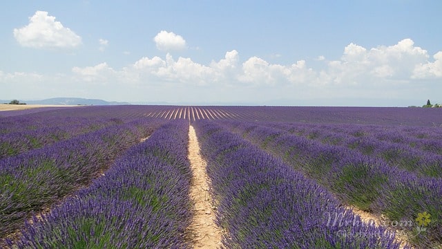 Cánh đồng trồng lavender