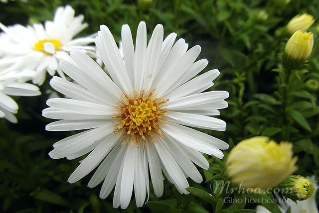 Bông hoa thạch thảo trắng