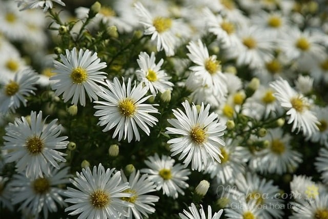 Hoa thạch thảo trắng