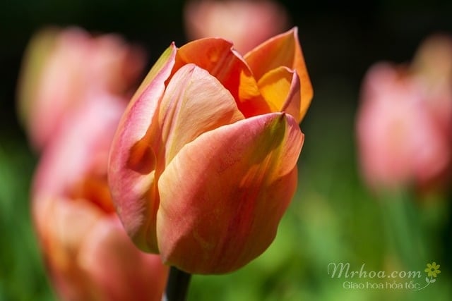 Hoa tulip cam