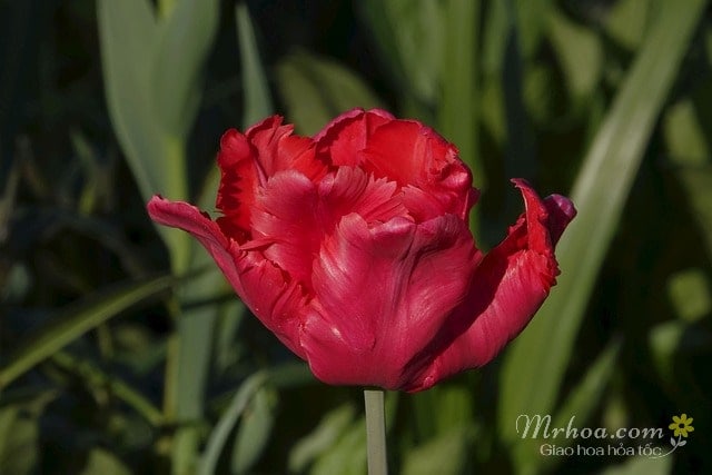 Bông hoa tulip màu đỏ