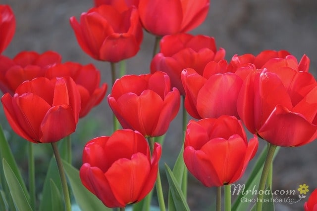 Hoa tulip màu đỏ